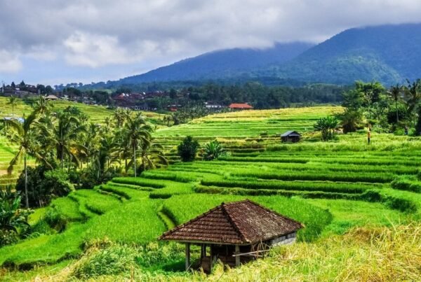 bali walking tours banner jatiluwih rice terraces walk