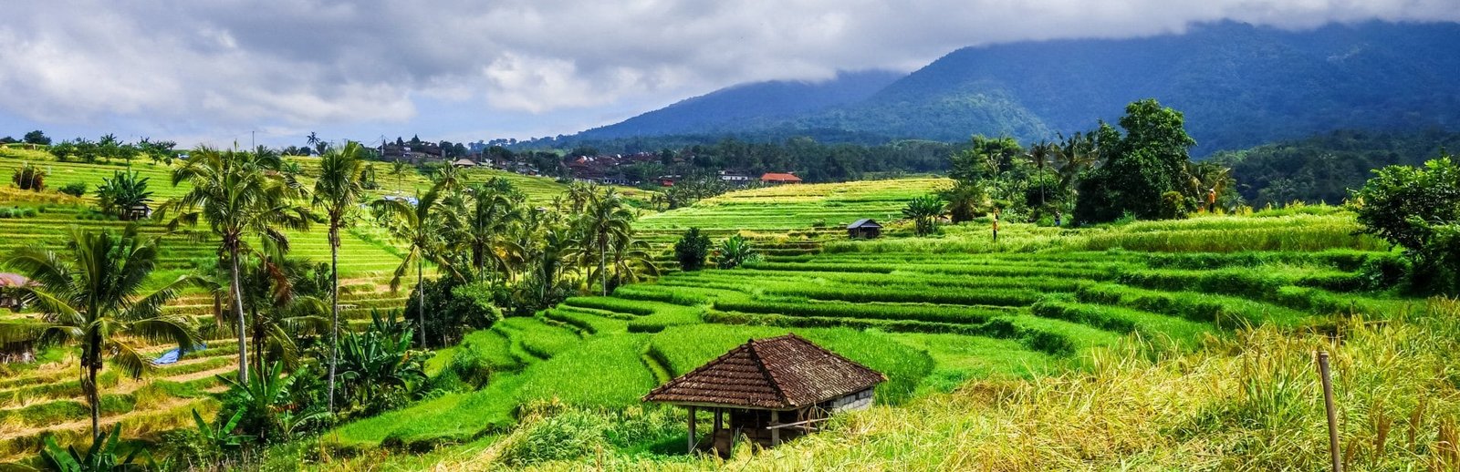 Jatiluwih Rice Terraces Walk