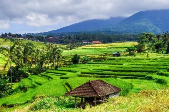 bali walking tours jatiluwih rice terrace walks thumb